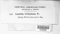 Auricularia auricula-judae image
